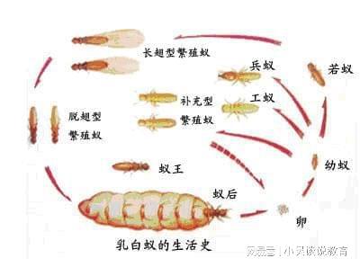 大瀝白蟻防治中心 大瀝白蟻防治公司