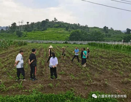 省植保站專家一行到市農科院巖腳綜合科研基地指導病蟲害防治
